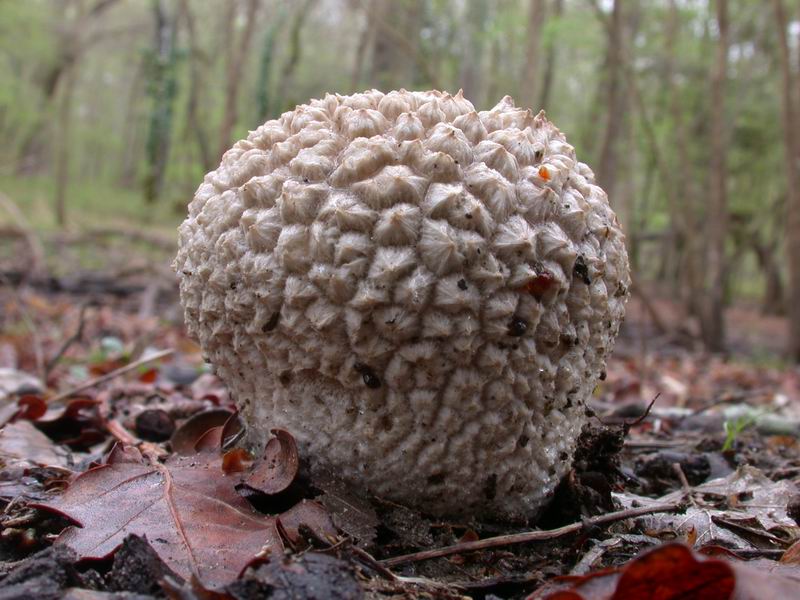 Lycoperdon utriforme Bull.